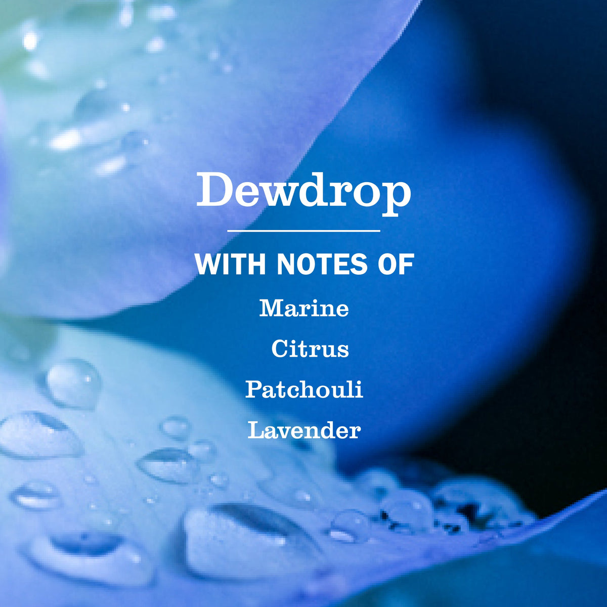 Dewdrop Collection - Garden Fresh