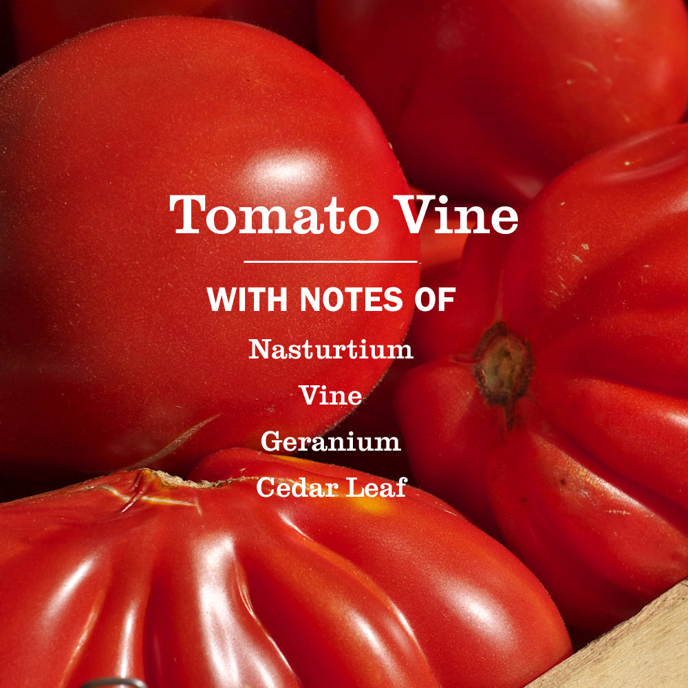 Tomato Vine Liquid Hand Soap 3-count Bundle